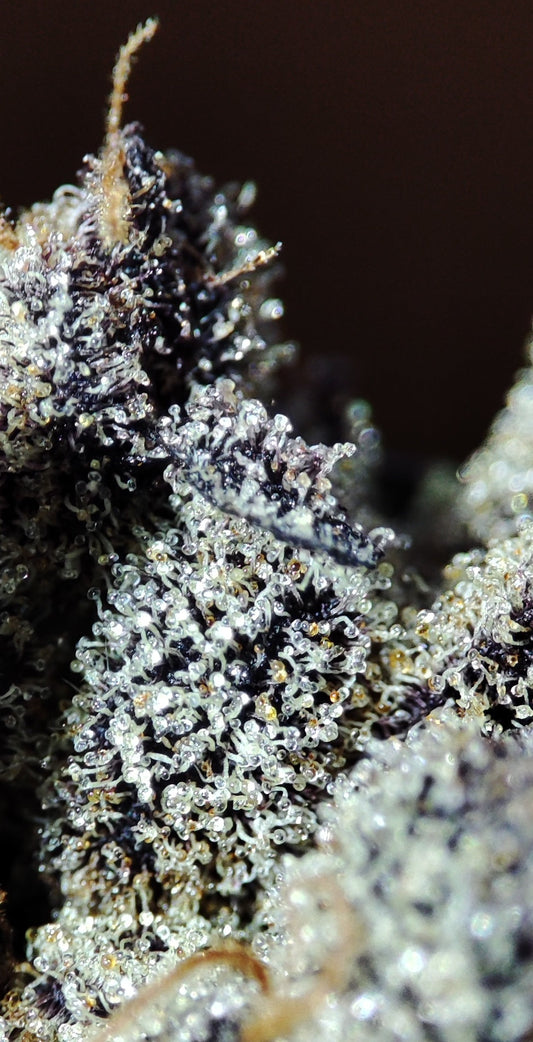 Cannabissamen kaufen in der EU: Legal, sicher & hochwertige Genetik