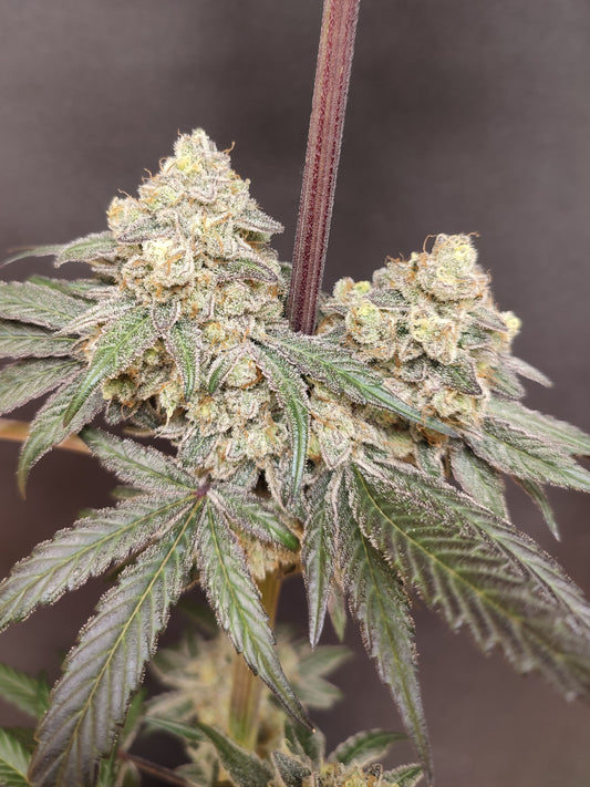 🌿 Seeds of Anarchy – Bullshit (feminisierte Photoflower-Samen)