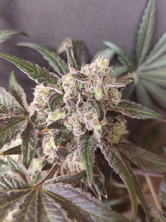 🌿 Seeds of Anarchy – Cabin Fever (feminisierte Photoflower-Samen)