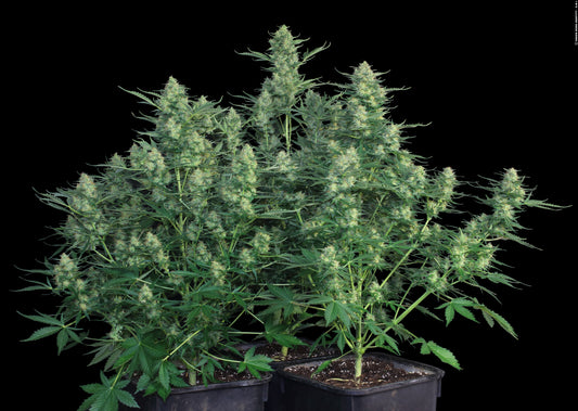 Auto White Russian