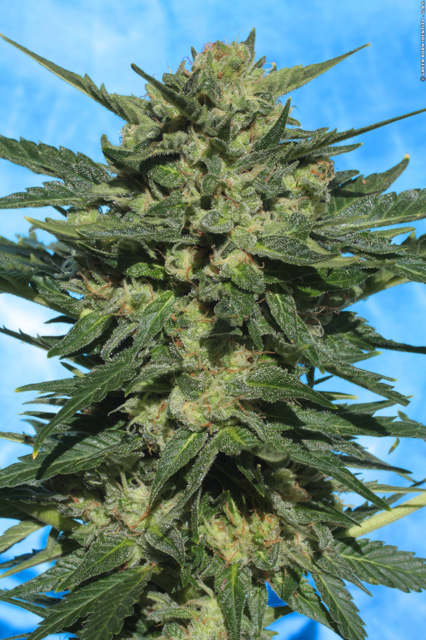 Auto White Russian