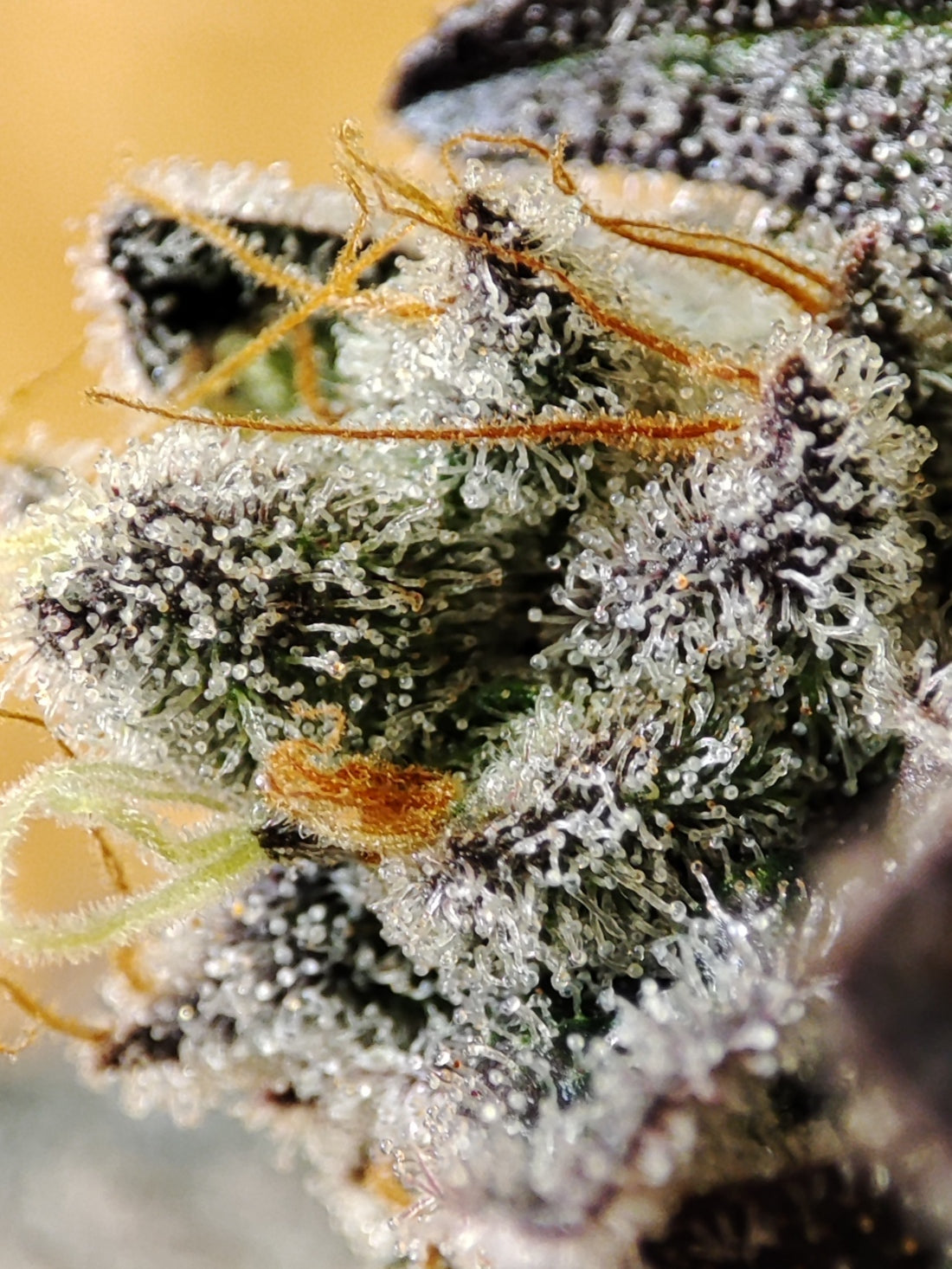 Reguläre Cannabissamen