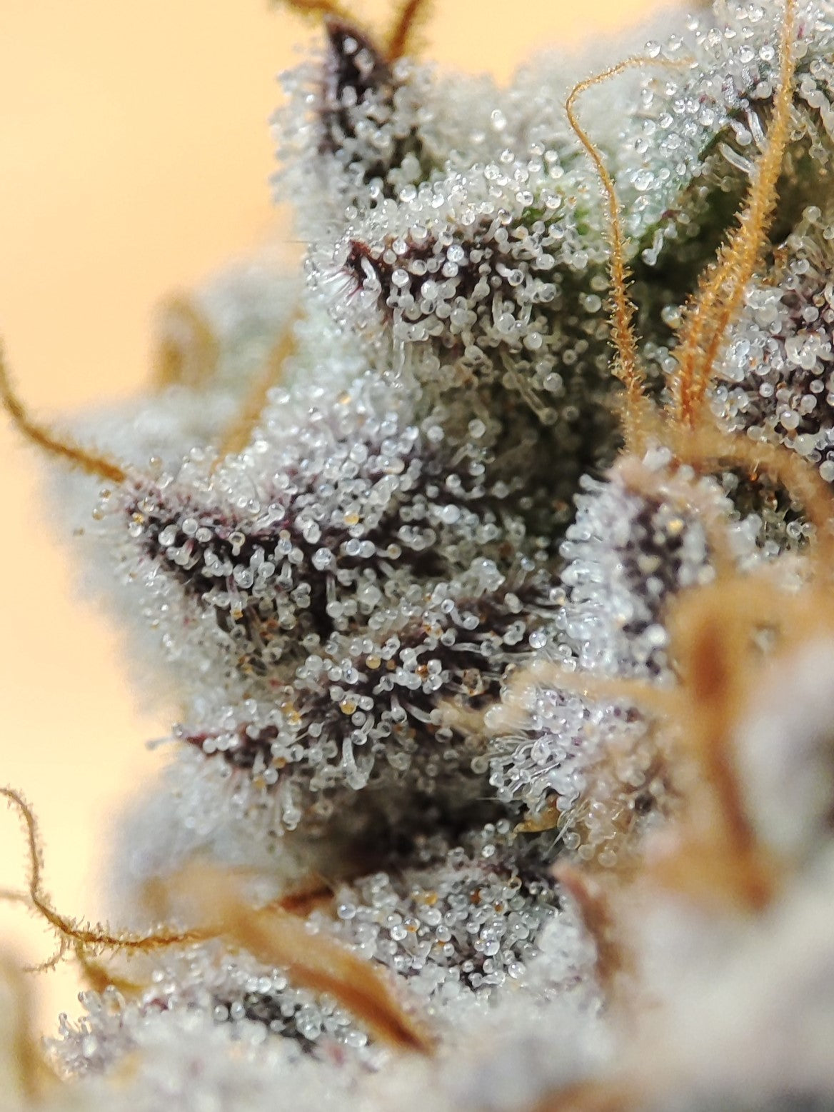 Feminiserte Cannabissamen