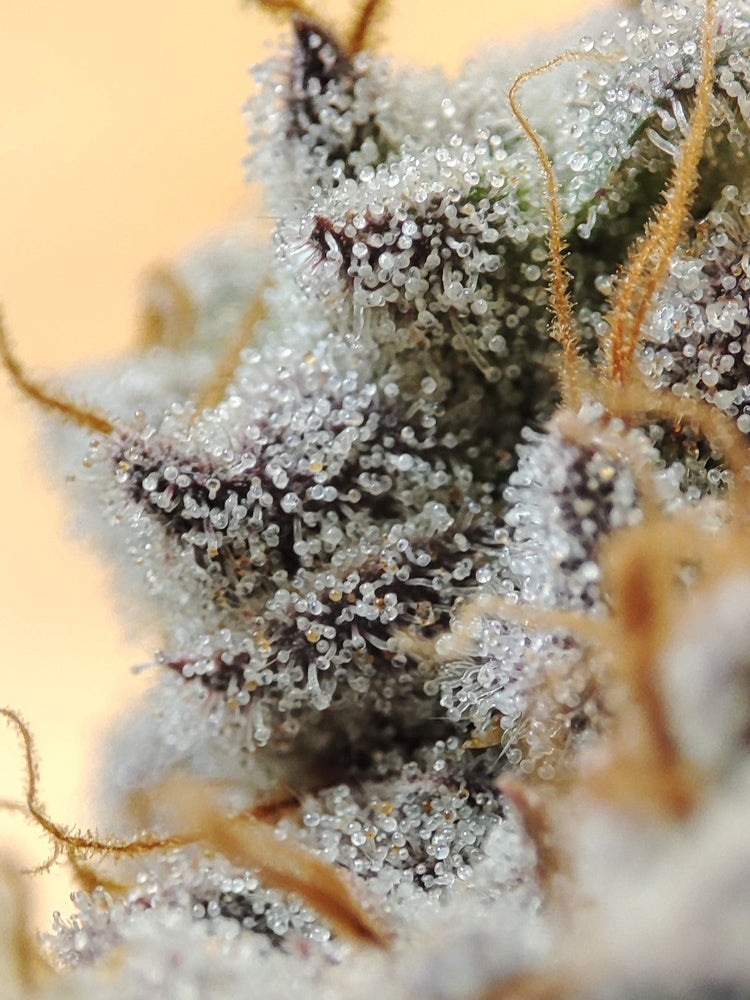 Feminiserte Cannabissamen