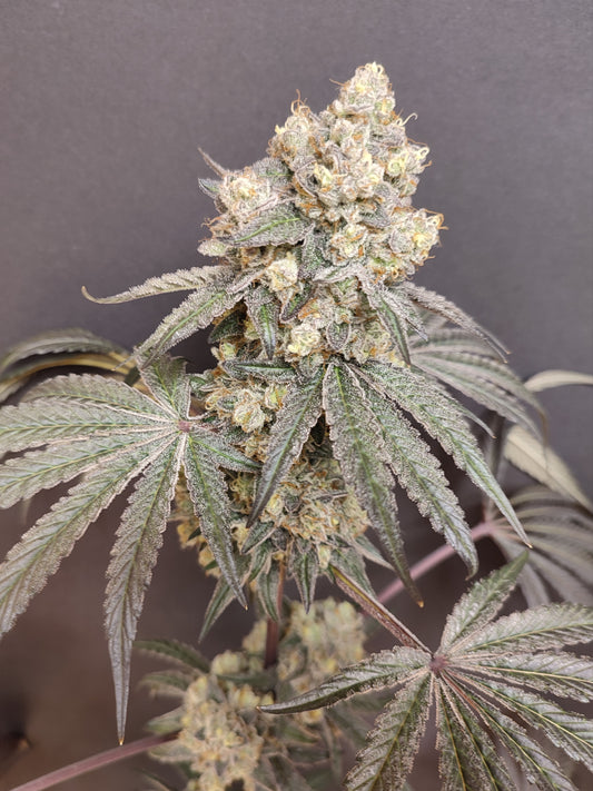 🌿 Seeds of Anarchy – Bullshit (feminisierte Photoflower-Samen)