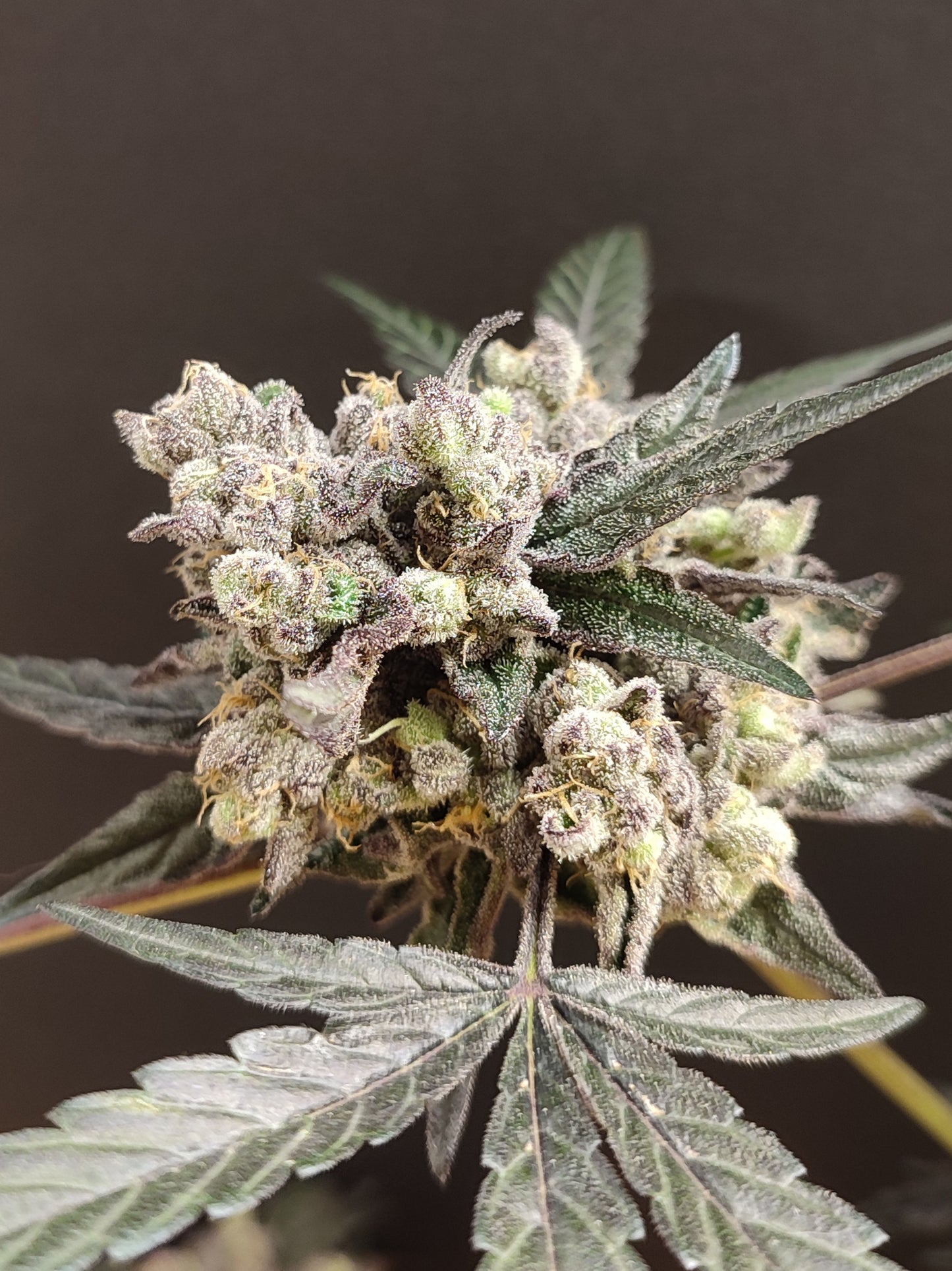 🌿  Seeds of Anarchy – The Epstein List (semillas feminizadas de Photoflower)