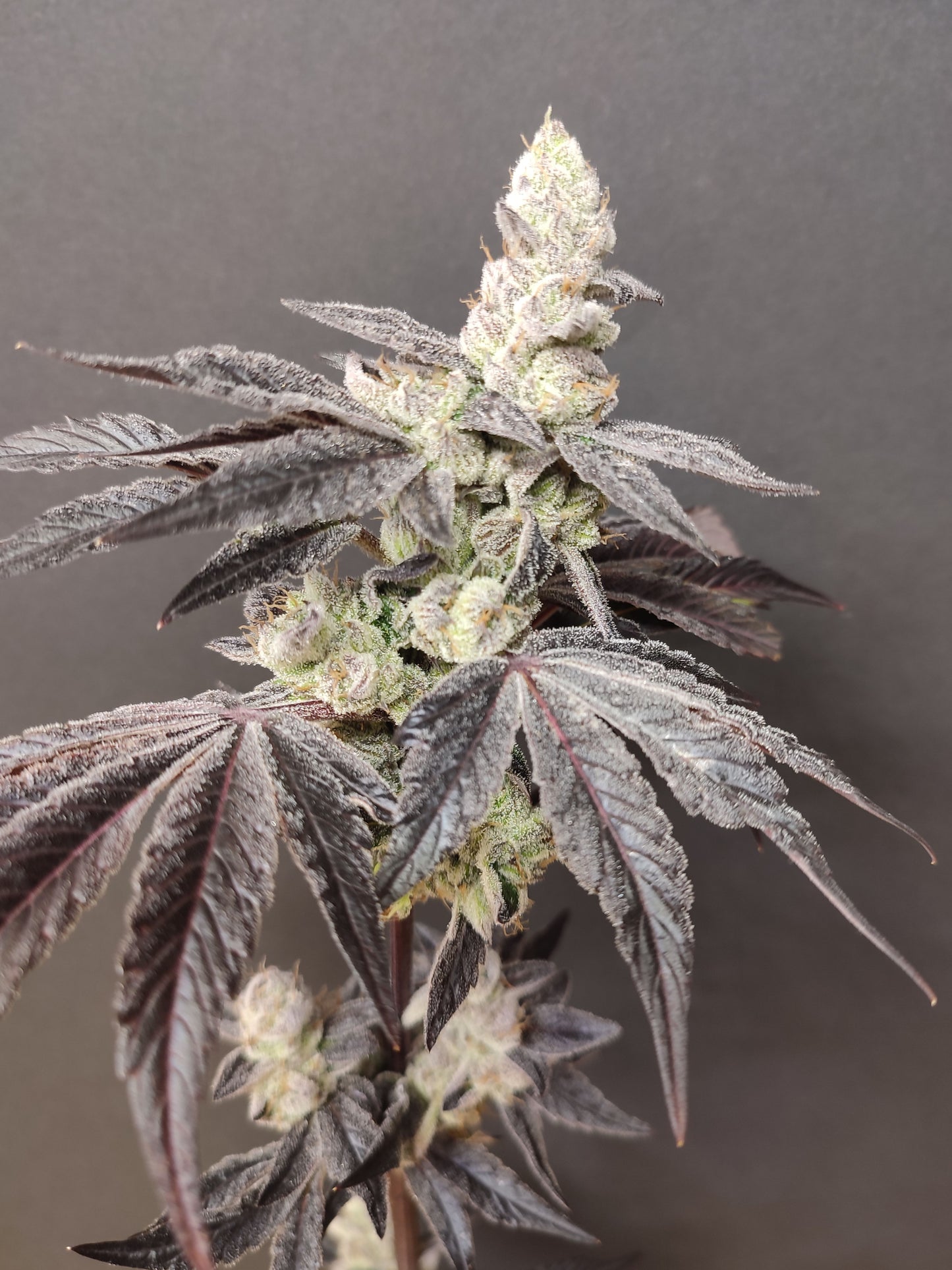 🌿 Seeds of Anarchy – Naughty Dawg (feminisierte Photoflower-Samen)