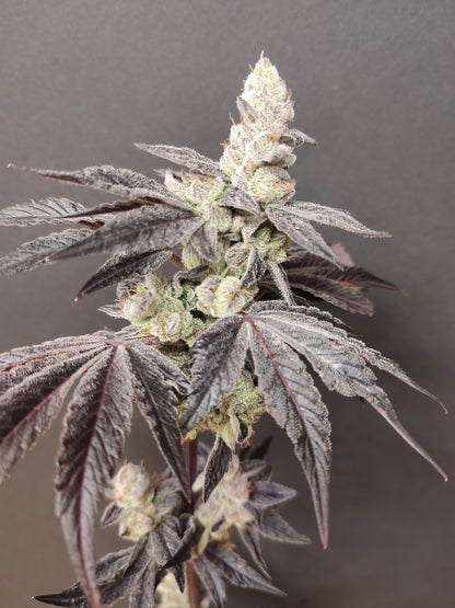 🌿 Seeds of Anarchy – Naughty Dawg (feminisierte Photoflower-Samen)