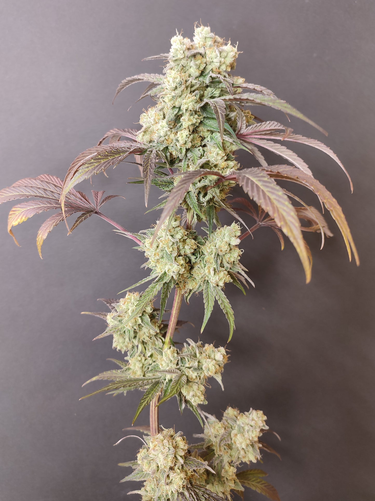 🌿 Seeds of Anarchy – Gorgona (semillas feminizadas de flores)