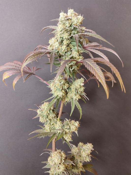 🌿 Seeds of Anarchy – Gorgon (feminisierte Photoflower-Samen)