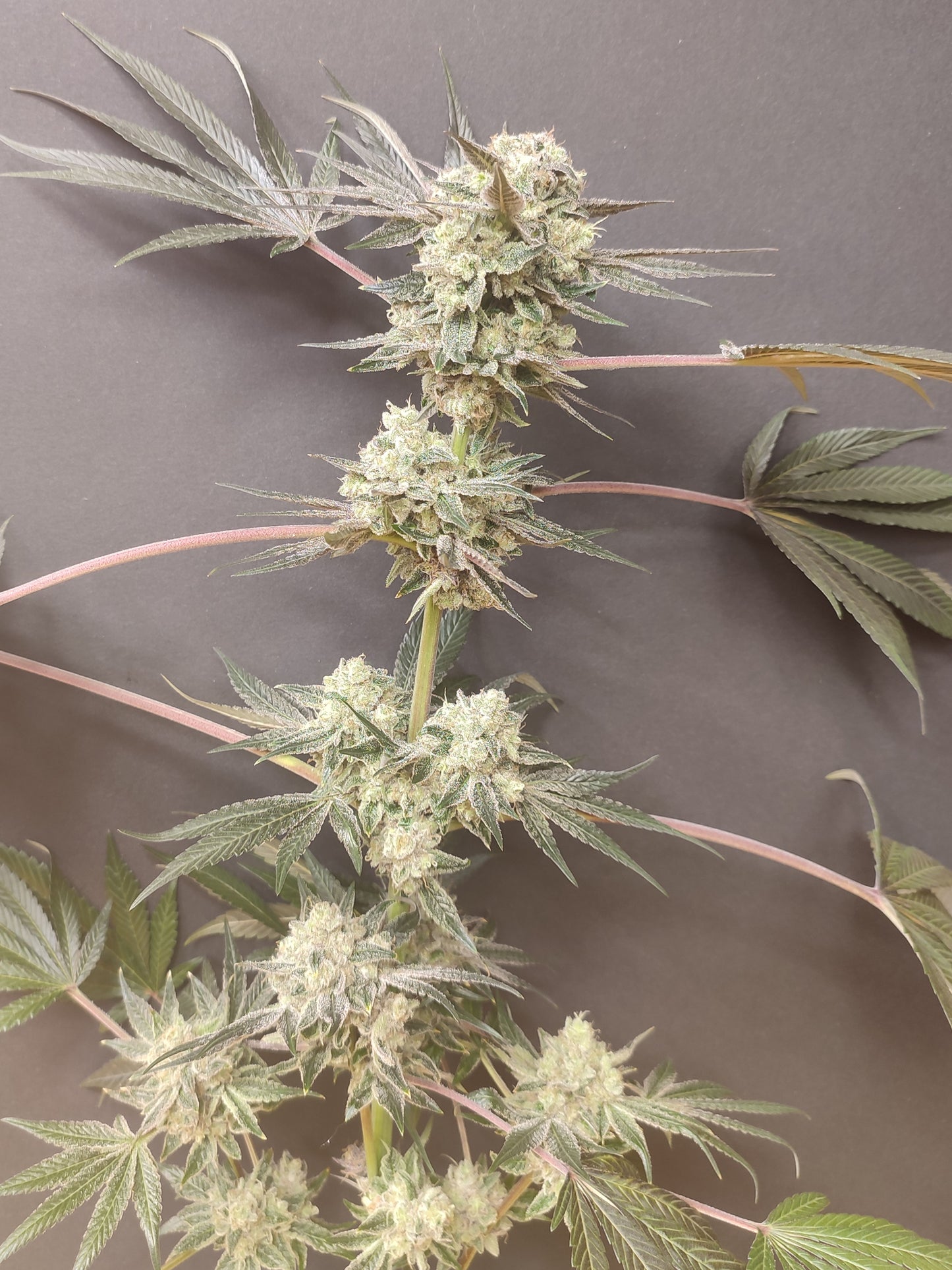 🌿 Spice of Life Seeds – Adventure Mix: Shishkaberry Edition (4 feminisierte Samen)