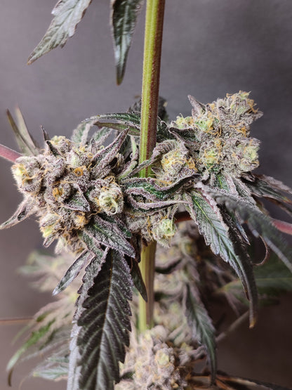 🌿 Seeds of Anarchy – Slurpicle (feminized photoflower seeds)
