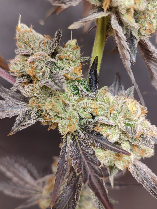 🌿 Seeds of Anarchy – Spritzade (feminisierte Photoflower-Samen)