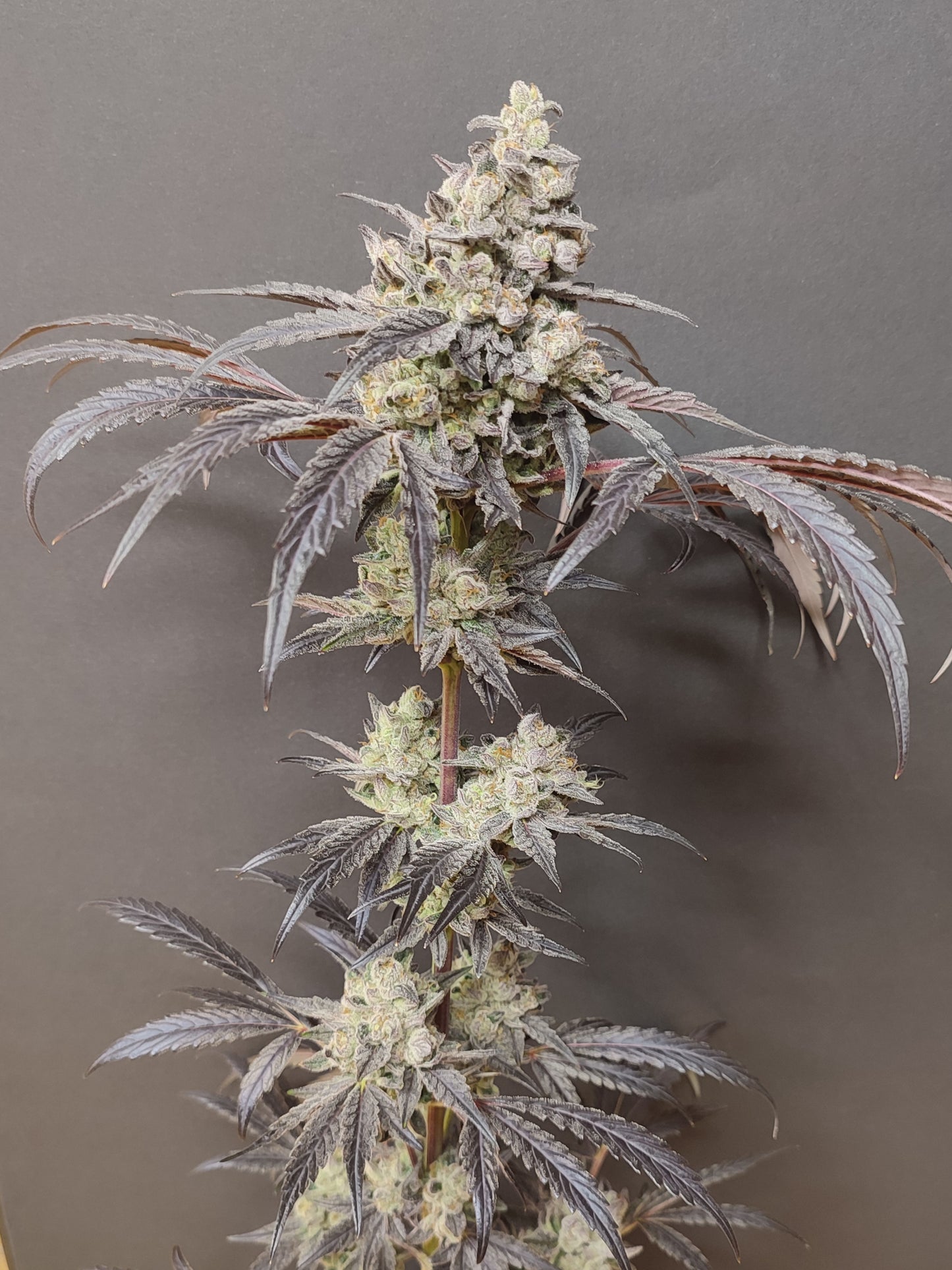 🌿 Seeds of Anarchy – Dancing Sprite (feminisierte Photoflower-Samen)