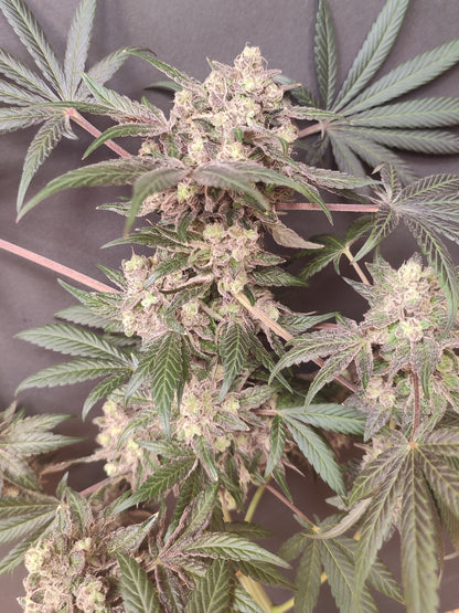 🌿 Seeds of Anarchy – Cabin Fever (feminized photoflower seeds)