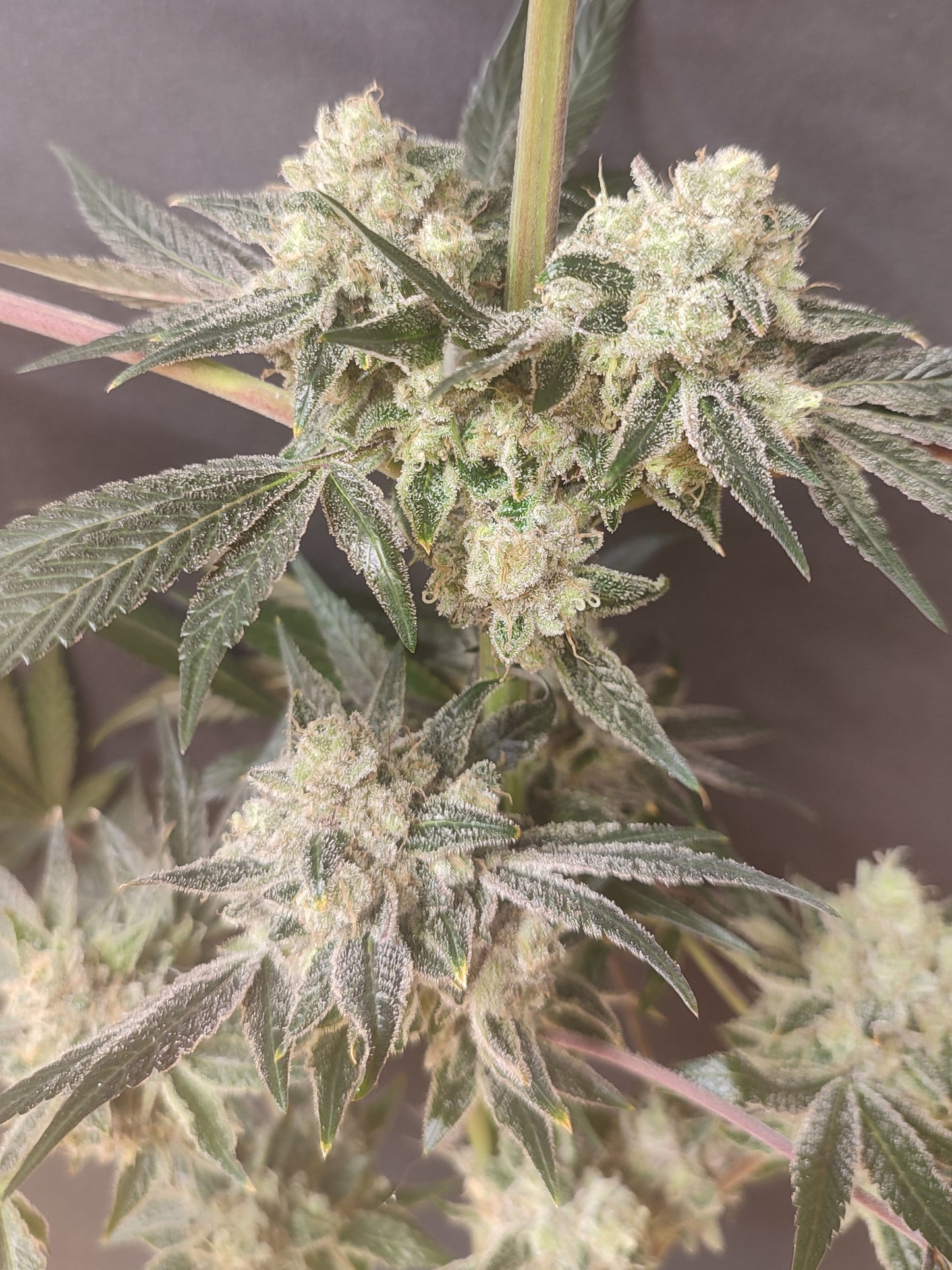 🌿 Spice of Life Seeds – Adventure Mix: Shishkaberry Edition (4 feminisierte Samen)