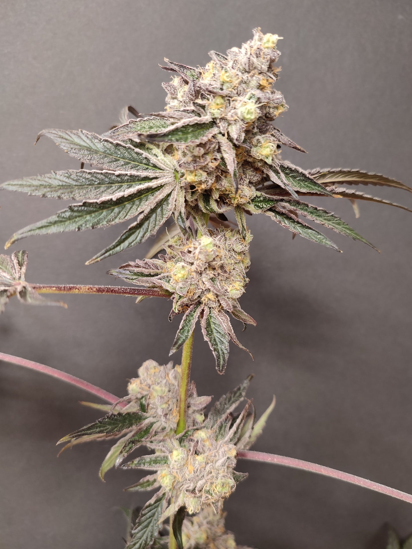 🌿 Seeds of Anarchy – Slurpicle (feminized photoflower seeds)