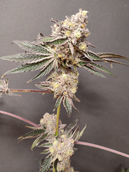 🌿 Seeds of Anarchy – Slurpicle (feminized photoflower seeds)