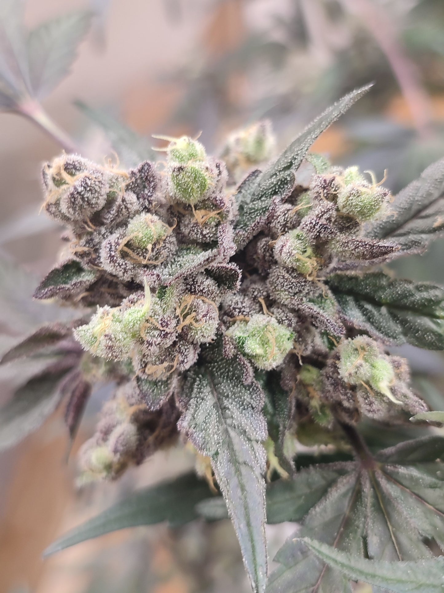 🌿  Seeds of Anarchy – The Epstein List (semillas feminizadas de Photoflower)