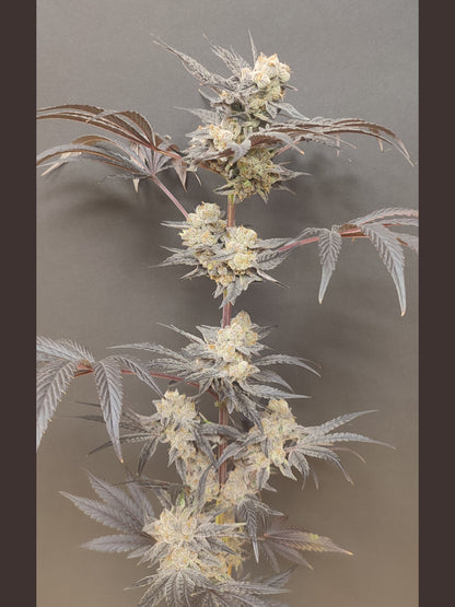 🌿 Seeds of Anarchy – Naughty Dawg (feminisierte Photoflower-Samen)