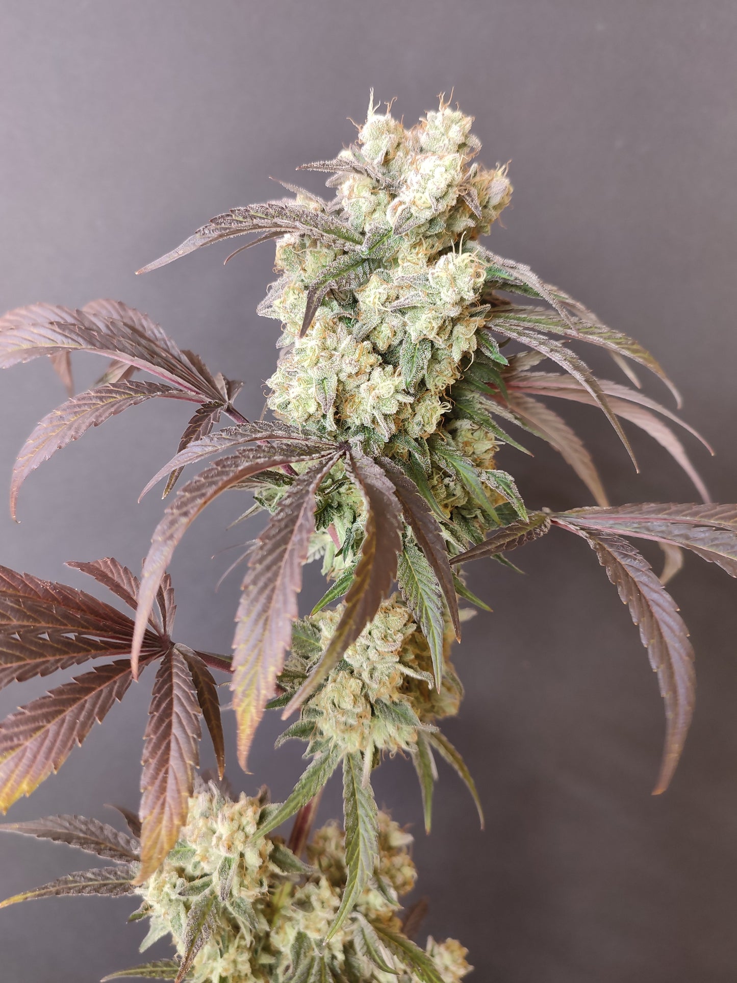 🌿 Seeds of Anarchy – Gorgona (semillas feminizadas de flores)