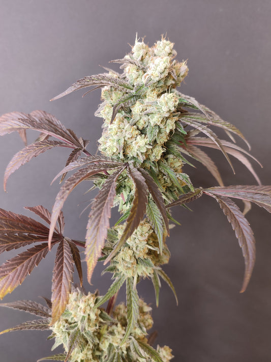 🌿 Seeds of Anarchy – Gorgon (feminisierte Photoflower-Samen)