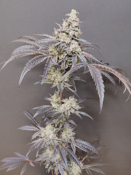 🌿 Seeds of Anarchy – Dancing Sprite (feminisierte Photoflower-Samen)