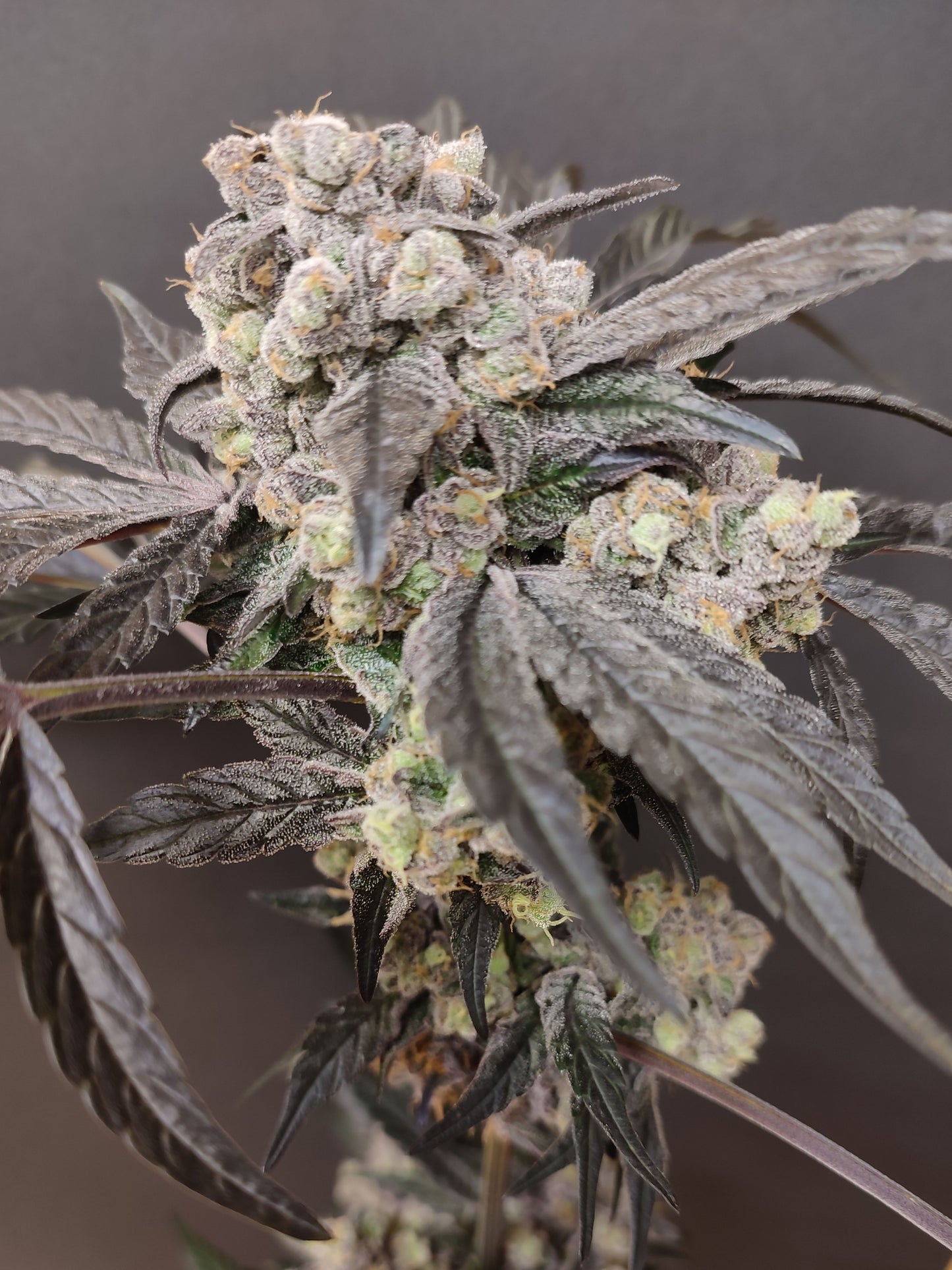 Spice of Life Seeds – Adventure Mix: Sweet Pink Grapefruit Edition