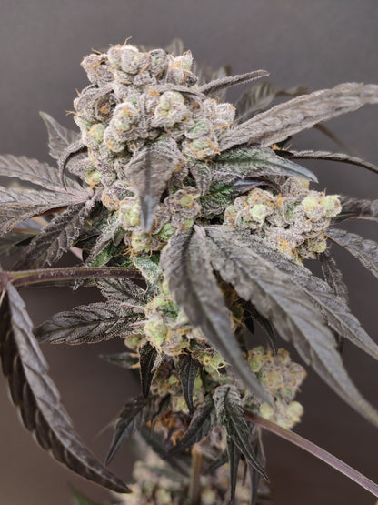 Spice of Life Seeds – Adventure Mix: Sweet Pink Grapefruit Edition