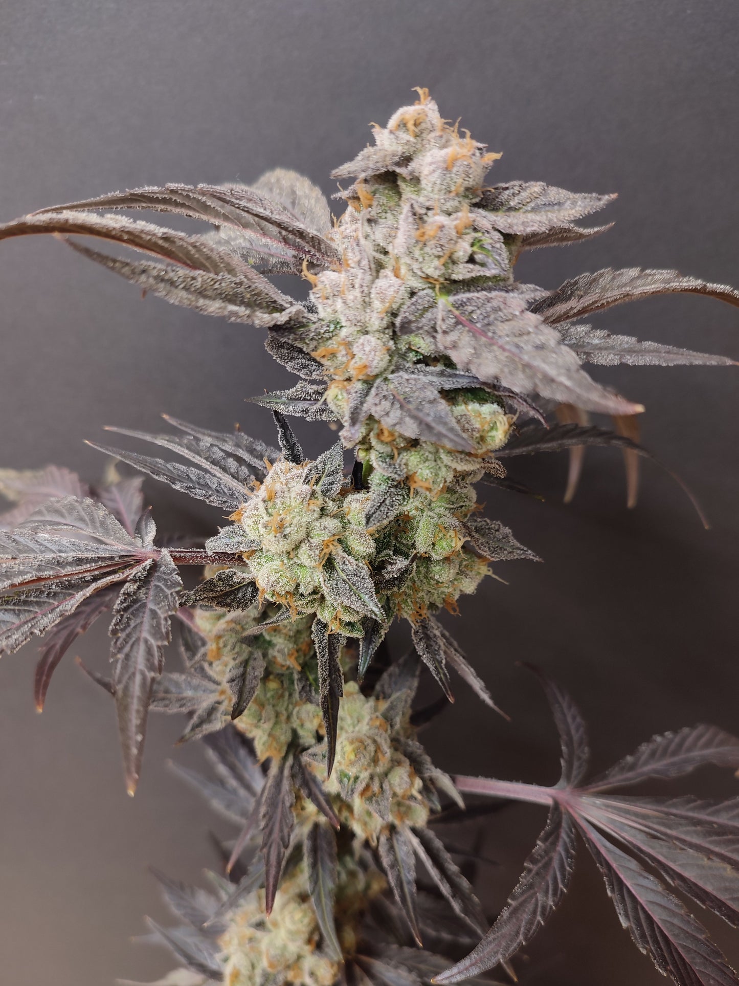 🌿 Seeds of Anarchy – Spritzade (feminized Photoflower seeds)