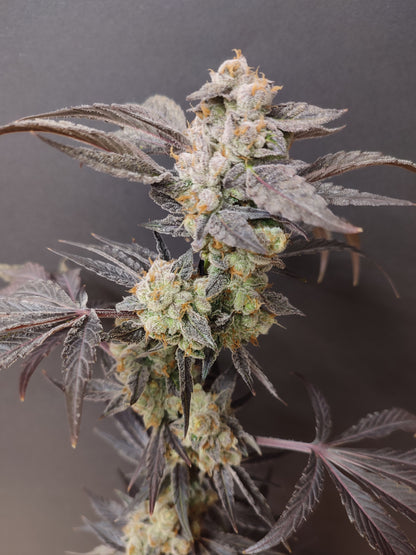 🌿 Seeds of Anarchy – Spritzade (feminized Photoflower seeds)