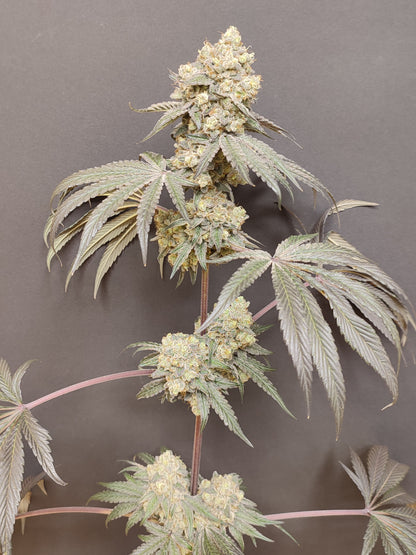 🌿 Seeds of Anarchy – Bullshit (semillas feminizadas de flores)