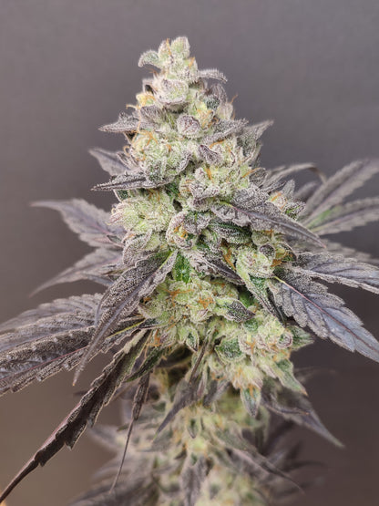 🌿 Seeds of Anarchy – Dancing Sprite (feminisierte Photoflower-Samen)