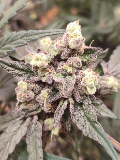 Spice of Life Seeds – Adventure Mix: Sweet Pink Grapefruit Edition