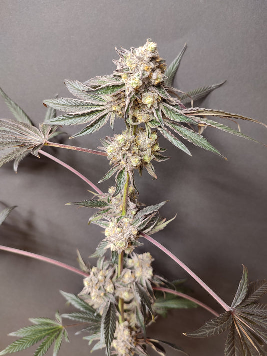 🌿 Seeds of Anarchy – Slurpicle (feminisierte Photoflower-Samen)