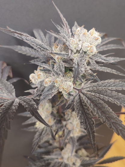 🌿 Seeds of Anarchy – Naughty Dawg (feminisierte Photoflower-Samen)
