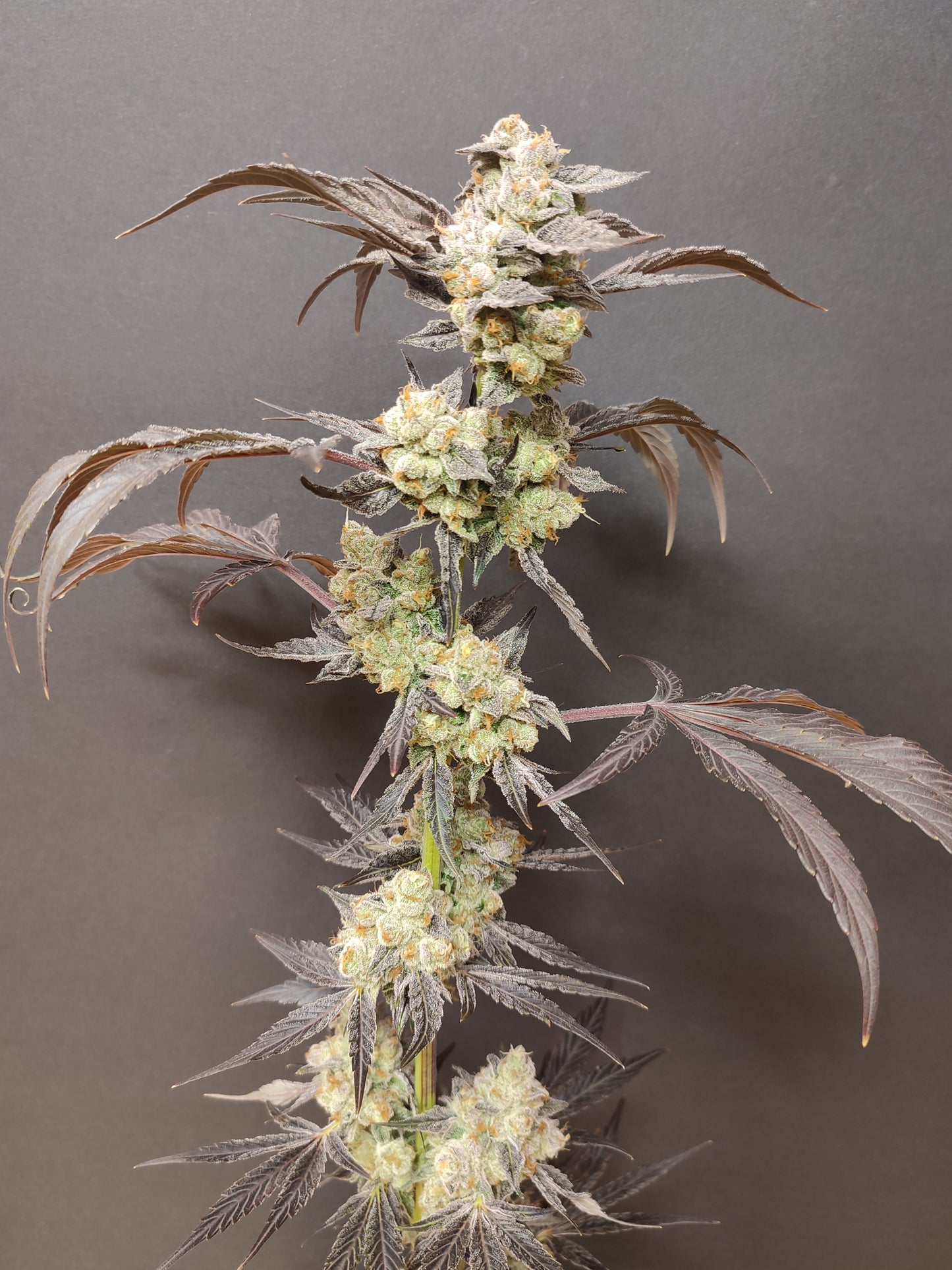 🌿 Seeds of Anarchy – Spritzade (feminized Photoflower seeds)