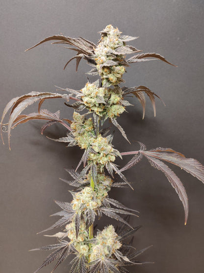 🌿 Seeds of Anarchy – Spritzade (feminized Photoflower seeds)
