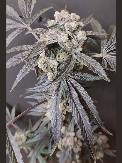 🌿  Seeds of Anarchy – The Epstein List (semillas feminizadas de Photoflower)