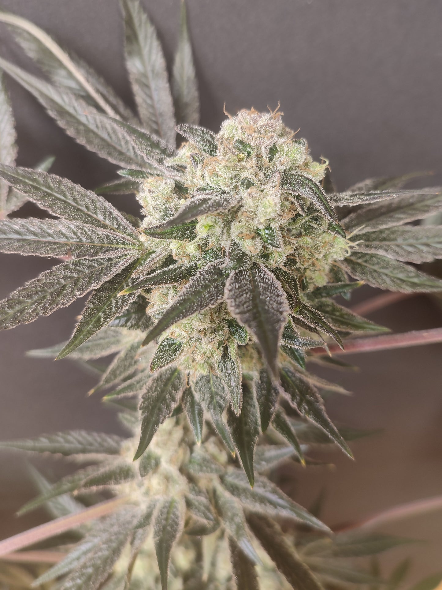 🌿 Spice of Life Seeds – Adventure Mix: Shishkaberry Edition (4 feminisierte Samen)