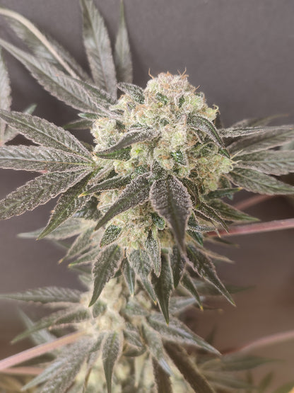 🌿 Spice of Life Seeds – Adventure Mix: Shishkaberry Edition (4 feminisierte Samen)