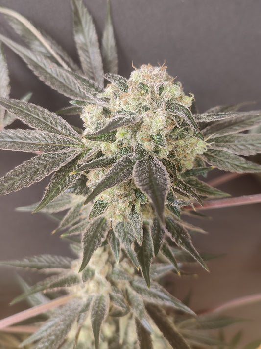 🌿 Spice of Life Seeds – Adventure Mix: Shishkaberry Edition (4 feminisierte Samen)