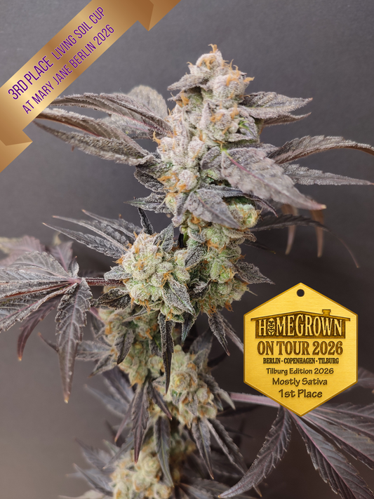 🌿 Seeds of Anarchy – Spritzade (feminisierte Photoflower-Samen)