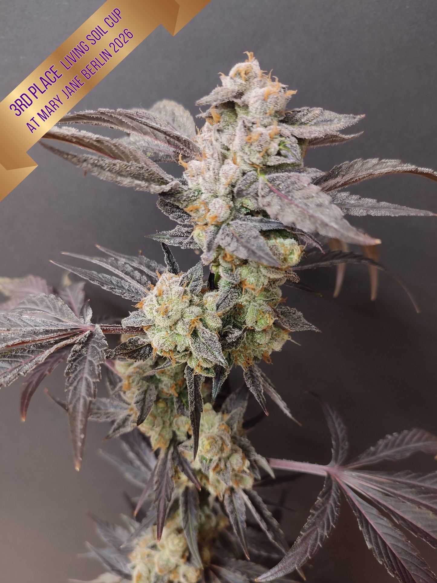 🌿 Seeds of Anarchy – Spritzade (semillas feminizadas de Photoflower)