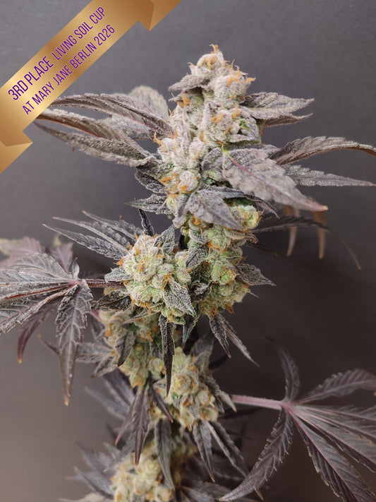 🌿 Seeds of Anarchy – Spritzade (semillas feminizadas de Photoflower)