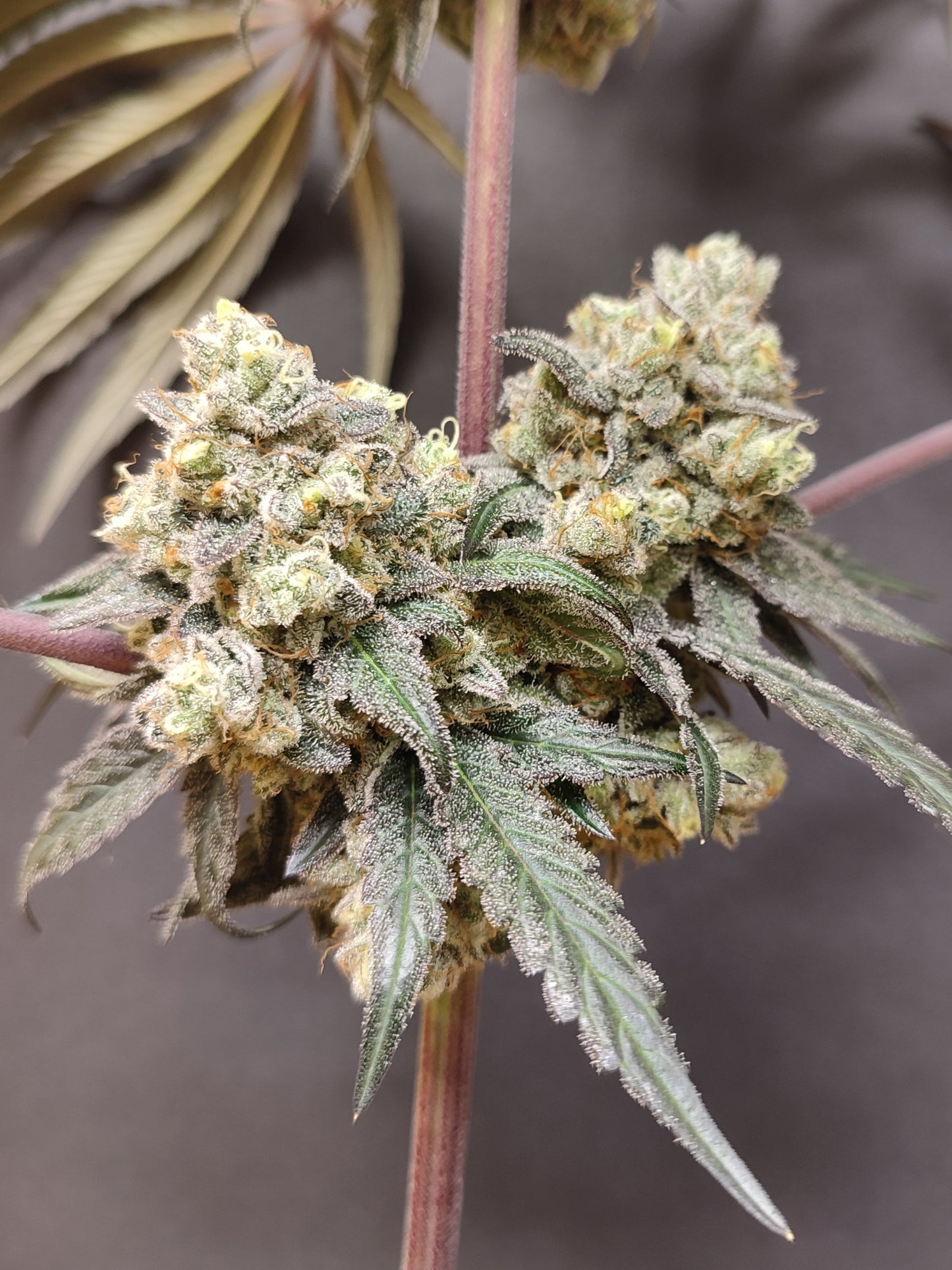 🌿 Seeds of Anarchy – Bullshit (semillas feminizadas de flores)