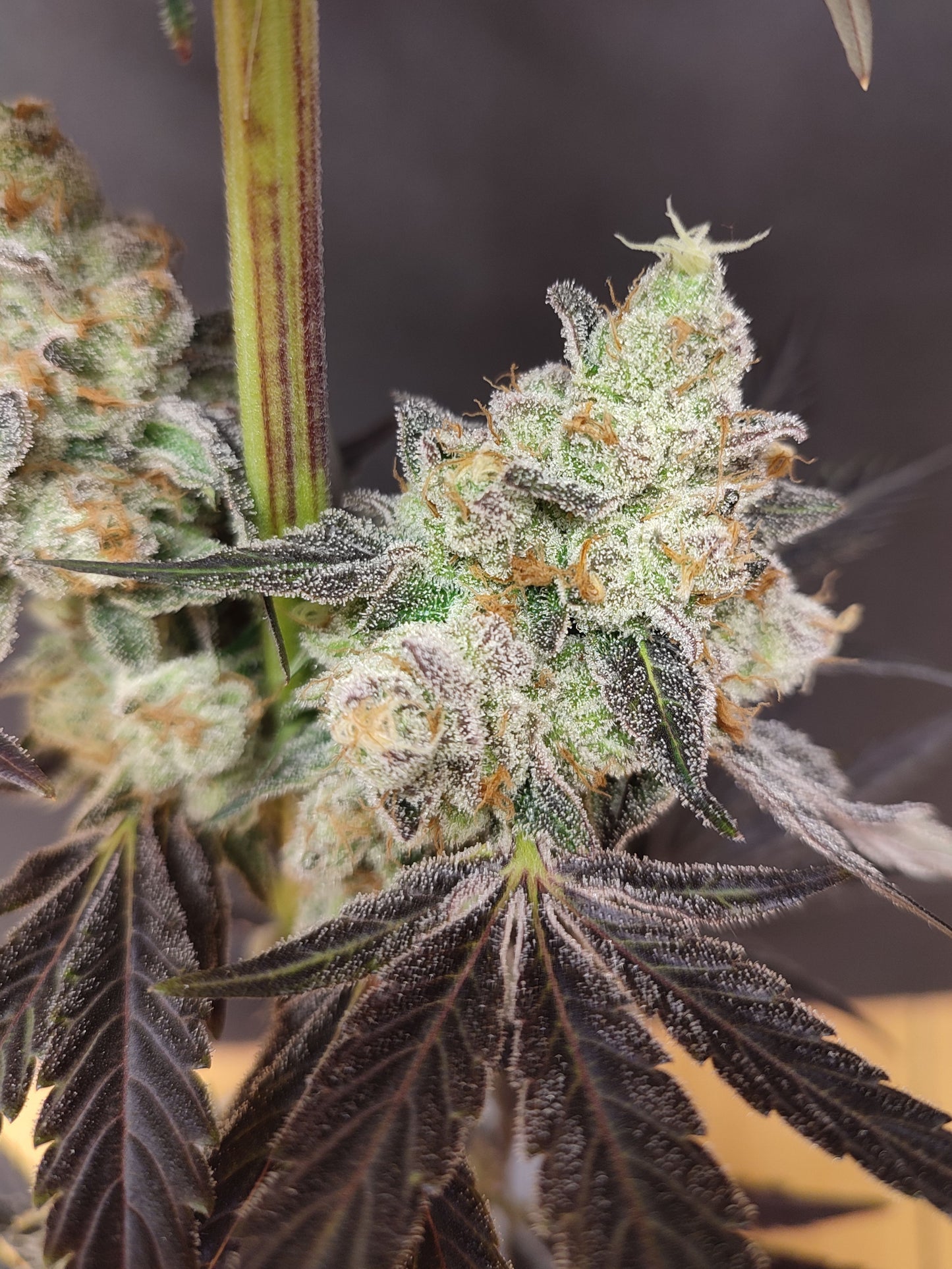 🌿 Seeds of Anarchy – Spritzade (feminized Photoflower seeds)