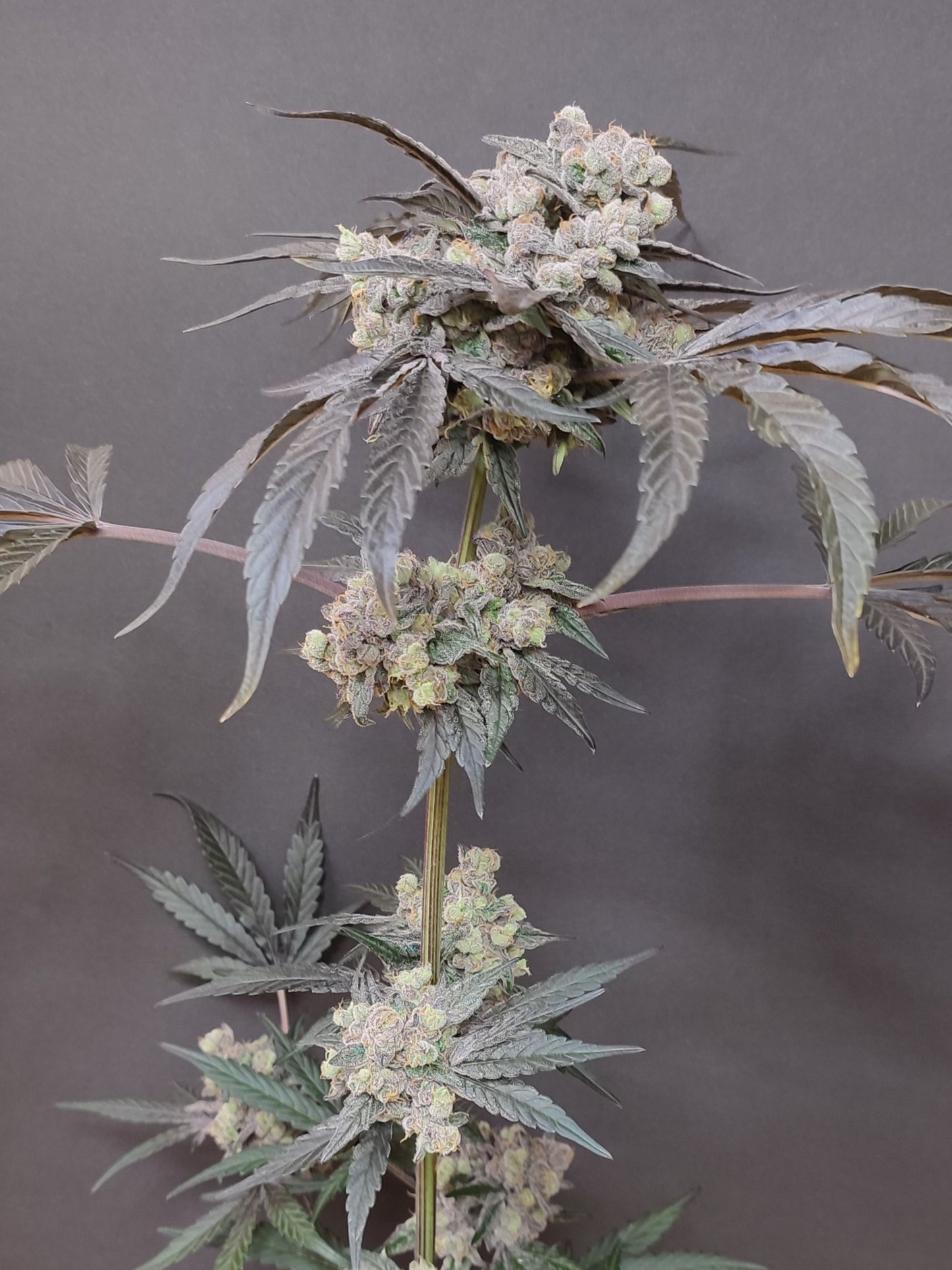 🌿  Seeds of Anarchy – The Epstein List (semillas feminizadas de Photoflower)