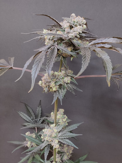 🌿  Seeds of Anarchy – The Epstein List (semillas feminizadas de Photoflower)