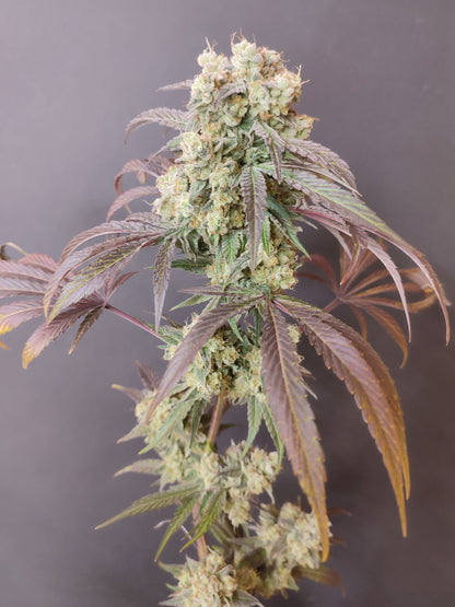 Spice of Life Seeds – Adventure Mix: Sweet Pink Grapefruit Edition